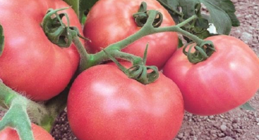 Popis odrůdy rajčat štěstí ruské, vlastnosti pěstování a péče